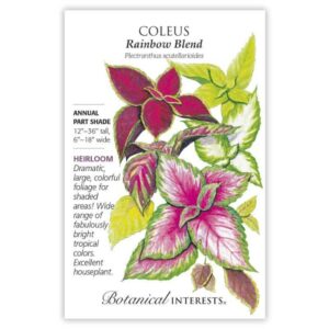 Coleus – Rainbow Blend Seeds