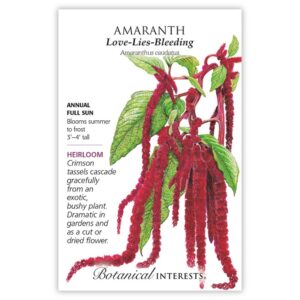 Amaranth – Love-lies-bleeding Seeds