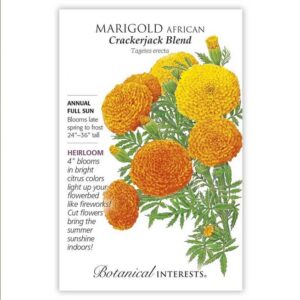 Marigold African – Crackerjack Blend