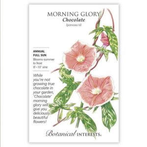 Morning Glory – Chocolate Seeds