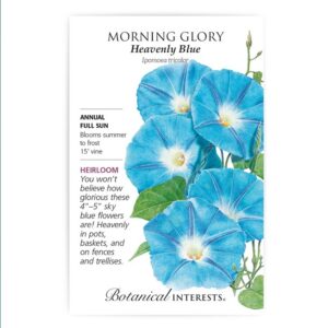 Morning Glory – Heavenly Blue Seeds