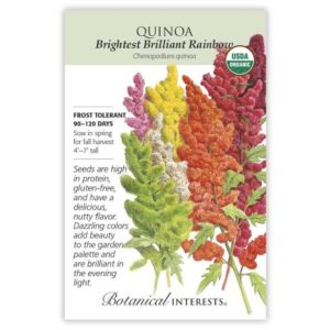 Quinoa – Brightest Brilliant Rainbow Seeds – Organic