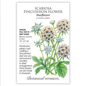 SCABIOSA PINCUSHION FLOWER – STARFLOWER SEEDS