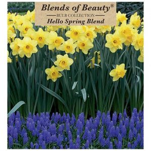 NARCISSUS & MUSCARI CARLTON & GRAPE HYACINTHS – HELLO SPRING MIX – 30 PACK