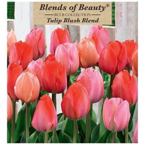 TULIP BLUSH BLEND – 20 PACK