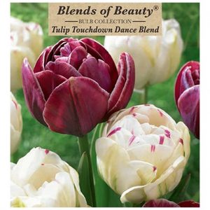 TULIP TOUCHDOWN DANCE BLEND – 10 PACK