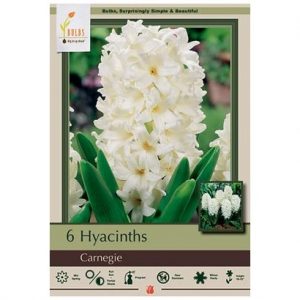 HYACINTH ORIENTALIS ‘CARNEGIE’ – 6 PACK