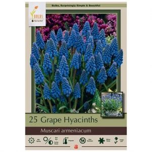 MUSCARI ARMENIACUM – 25 PACK