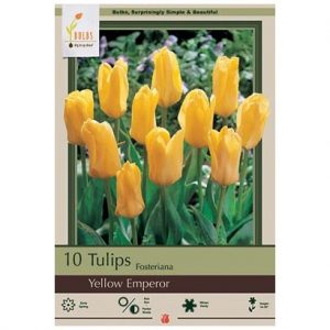 TULIP FOSTERIANA ‘YELLOW EMPEROR’ – 10 PACK