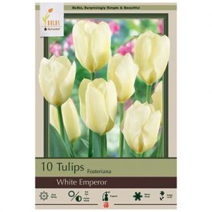 TULIP FOSTERIANA ‘WHITE EMPEROR’ – 10 PACK