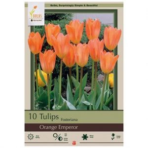 TULIP FOSTERIANA ‘ORANGE EMPEROR’ – 10 PACK