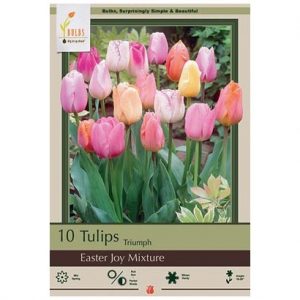 TULIP TRIUMPH ‘EASTER JOY MIX’ – 8 PACK