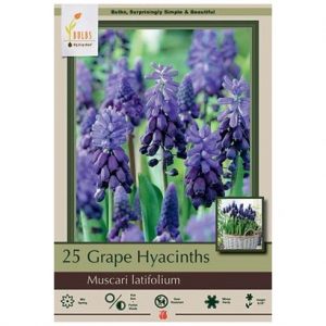 MUSCARI LATIFOLIUM – 25 PACK