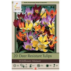 TULIP ‘WILDFLOWER MIX’ – 15 PACK