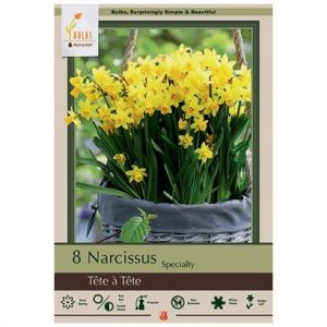 NARCISSUS SPECIALTY ‘TETE A TETE’ – 8 PACK