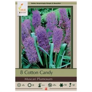 MUSCARI COMOSUM PLUMOSUM – 8 PACK