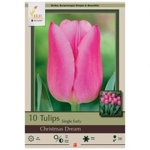 TULIP SINGLE EARLY ‘CHRISTMAS DREAM’ – 10 PACK