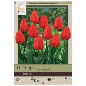 TULIP DARWIN HYBRID ‘PARADE’ – 10 PACK