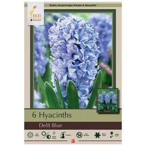 HYACINTH ORIENTALIS ‘DELFT BLUE’ – 6 PACK