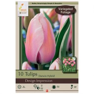 TULIP DARWIN HYBRID ‘DESIGN IMPRESSION’ – 10 PACK