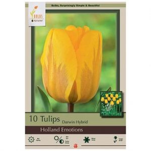 TULIP DARWIN HYBRID ‘HOLLAND EMOTIONS’ – 10 PACK