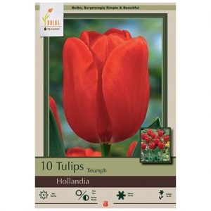 TULIP TRIUMPH ‘HOLLANDIA’ – 8 PACK