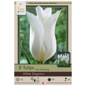 TULIP LILY FLOWERING ‘WHITE ELEGANCE’ – 8 PACK