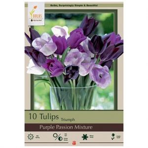 TULIP TRIUMPH ‘PURPLE PASSION MIX’ – 10 PACK