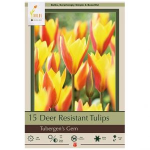 TULIP CLUSIANA ‘TUBERGENS GEM’ – 15 PACK