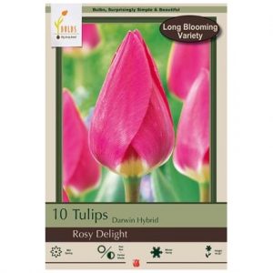 TULIP DARWIN HYBRID ‘ROSY DELIGHT’ – 6 PACK