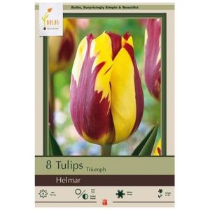 TULIP TRIUMPH ‘HELMAR’ – 8 PACK