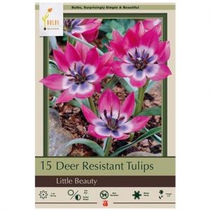 TULIP BATALINII ‘LITTLE BEAUTY’ – 15 PACK