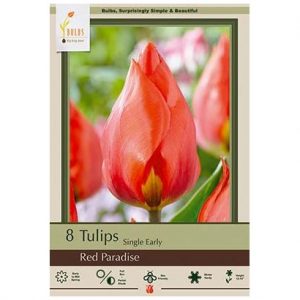 TULIP SINGLE EARLY ‘RED PARADISE’ – 8 PACK