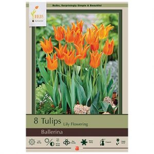 TULIP LILY FLOWERING ‘BALLERINA’ – 8 PACK