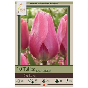 TULIP DARWIN HYBRID ‘BIG LOVE’ – 10 PACK