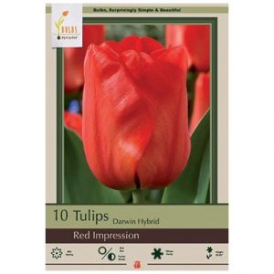 TULIP DARWIN HYBRID ‘RED IMPRESSION’ – 10 PACK