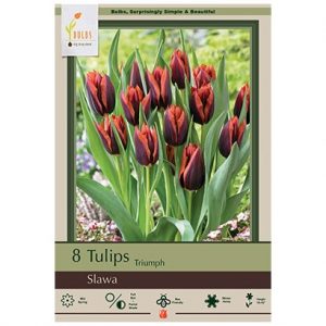 TULIP TRIUMPH ‘SLAWA’ – 8 PACK