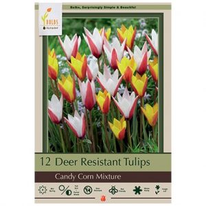 TULIP CLUSIANA ‘CANDY CORN MIXTURE’ – 12 PACK