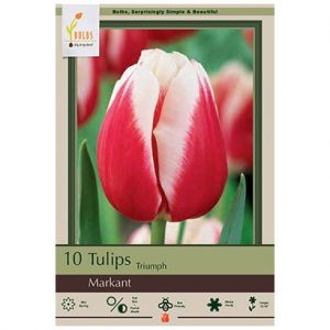 TULIP TRIUMPH ‘MARKANT’ – 8 PACK