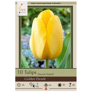 TULIP DARWIN HYBRID ‘GOLDEN PARADE’ – 10 PACK