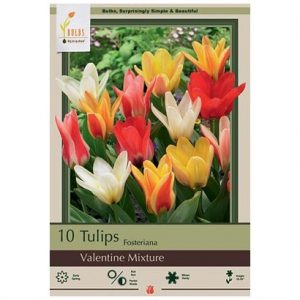 TULIP FOSTERIANA ‘VALENTINE MIX’ – 10 PACK