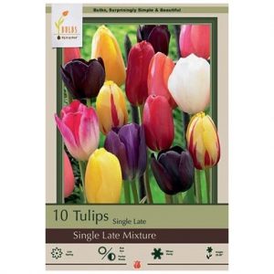 TULIP SINGLE LATE MIX – 8 PACK