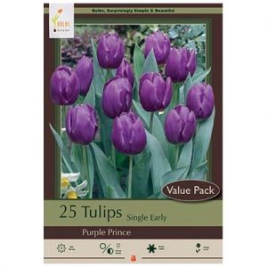 TULIP SINGLE EARLY ‘PURPLE PRINCE’ – 20 VALUE PACK