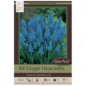 MUSCARI ARMENIACUM ‘GRAPE HYACINTHS’ – 64 VALUE PACK