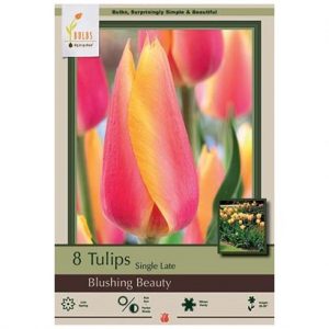 TULIP SINGLE LATE ‘BLUSHING BEAUTY’ – 8 PACK