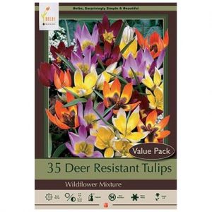 TULIP ‘WILDFLOWER MIX’ – 35 VALUE PACK