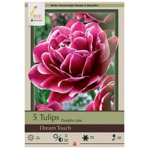 TULIP DOUBLE LATE ‘DREAM TOUCH’ – 6 PACK