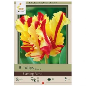 TULIP PARROT ‘FLAMING PARROT’ – 8 PACK