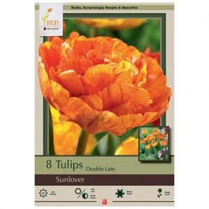 TULIP DOUBLE LATE ‘SUNLOVER’ – 8 PACK