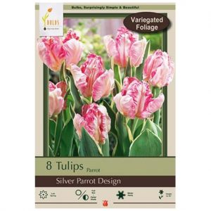 TULIP PARROT ‘SILVER PARROT DESIGN’ – 7 PACK